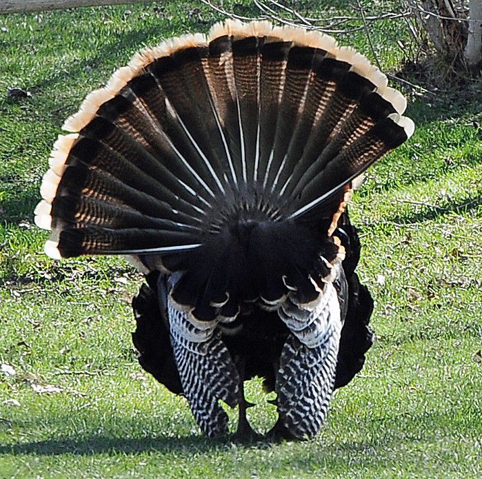 Turkey fan